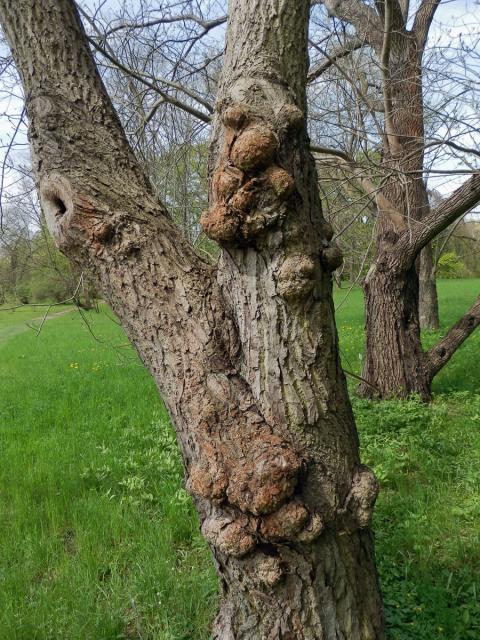 Ořešák japonský (Juglans ailantifolia Carr.) s nádory na kmeni (1a)