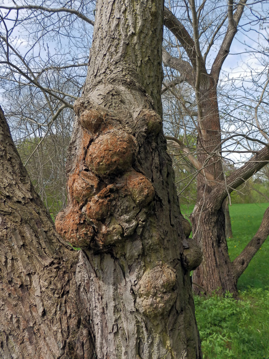 Ořešák japonský (Juglans ailantifolia Carr.) s nádory na kmeni (1b)