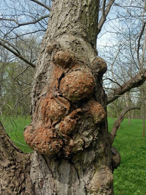 Ořešák japonský (Juglans ailantifolia Carr.) s nádory na kmeni (1c)