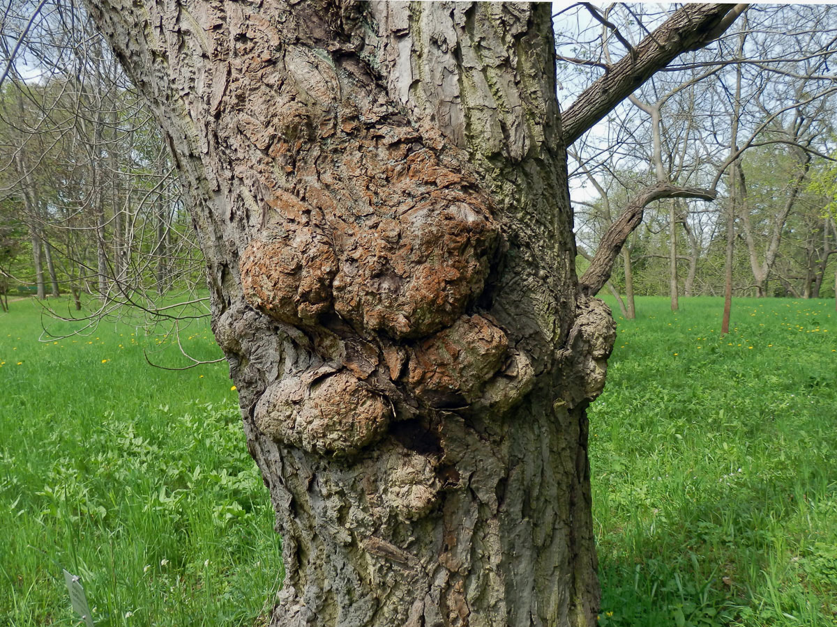 Ořešák japonský (Juglans ailantifolia Carr.) s nádory na kmeni (1d)