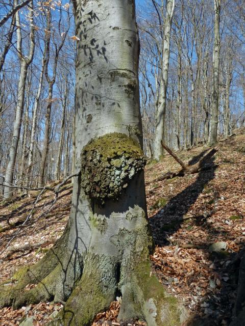 Nádor na buku lesním (Fagus sylvatica L.) (11a)