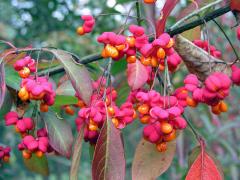 Brslen evropský (Euonymus europaea L.)