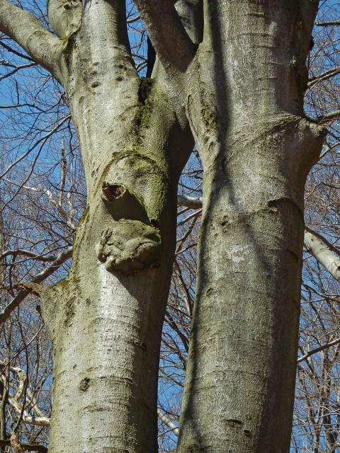 Nádor na buku lesním (Fagus sylvatica L.) (12a)