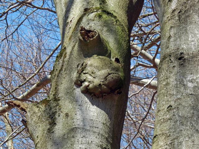 Nádor na buku lesním (Fagus sylvatica L.) (12b)