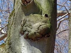 Nádor na buku lesním (Fagus sylvatica L.) (12c)