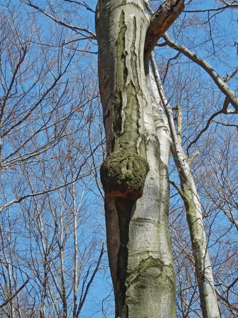 Nádor na buku lesním (Fagus sylvatica L.) (13a)