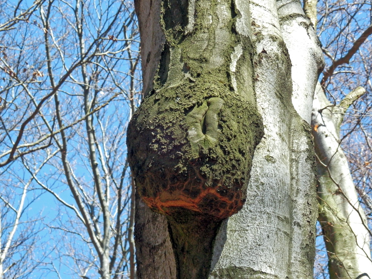 Nádor na buku lesním (Fagus sylvatica L.) (13b)