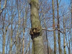 Nádor na buku lesním (Fagus sylvatica L.) (14a)