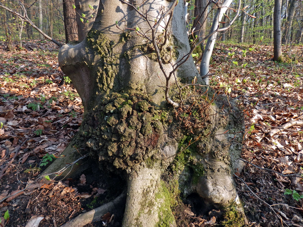 Nádor na buku lesním (Fagus sylvatica L.) (15)