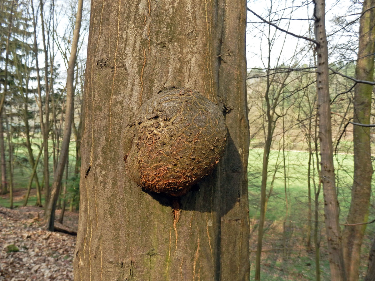 Nádor na habru obecném (Carpinus betulus L.) (12a)