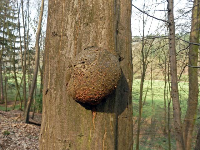 Nádor na habru obecném (Carpinus betulus L.) (12a)