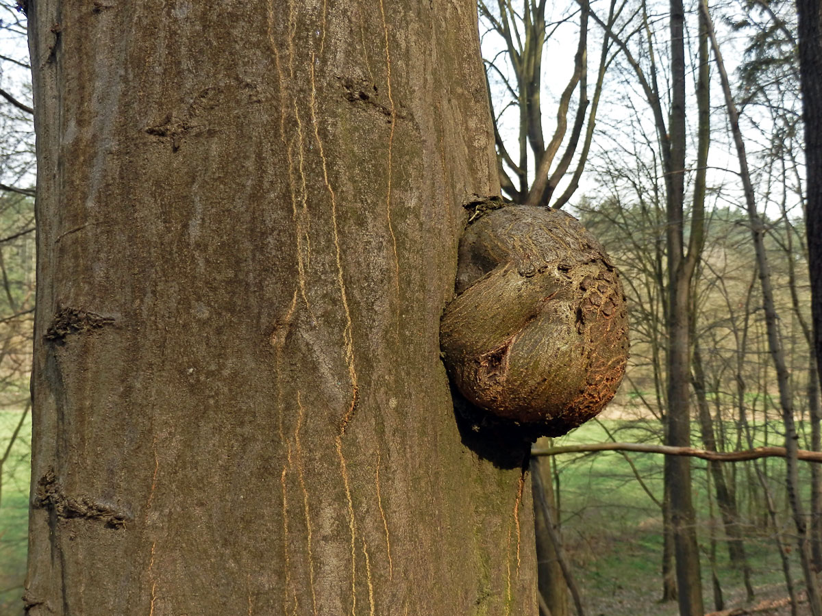 Nádor na habru obecném (Carpinus betulus L.) (12b)