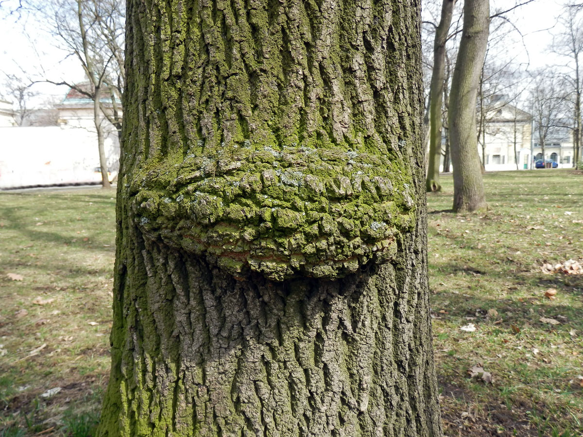 Nádor na jasanu ztepilém (Fraxinus excelsior L.) (7)