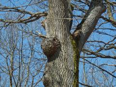 Nádor na jasanu ztepilém (Fraxinus excelsior L.) (9a)