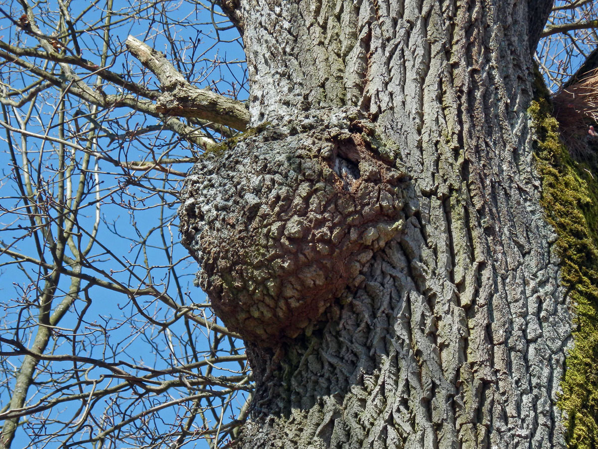 Nádor na jasanu ztepilém (Fraxinus excelsior L.) (9b)