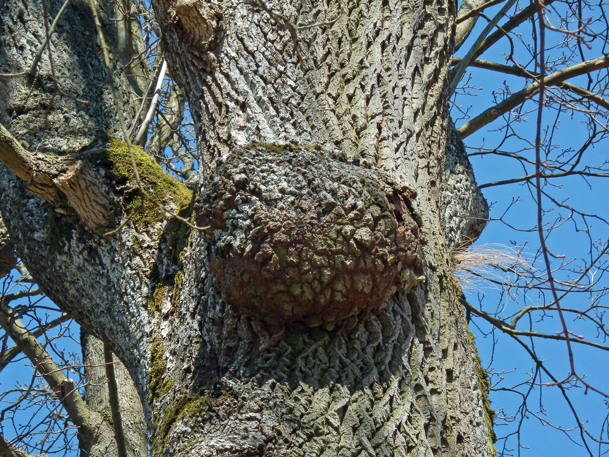 Nádor na jasanu ztepilém (Fraxinus excelsior L.) (9c)