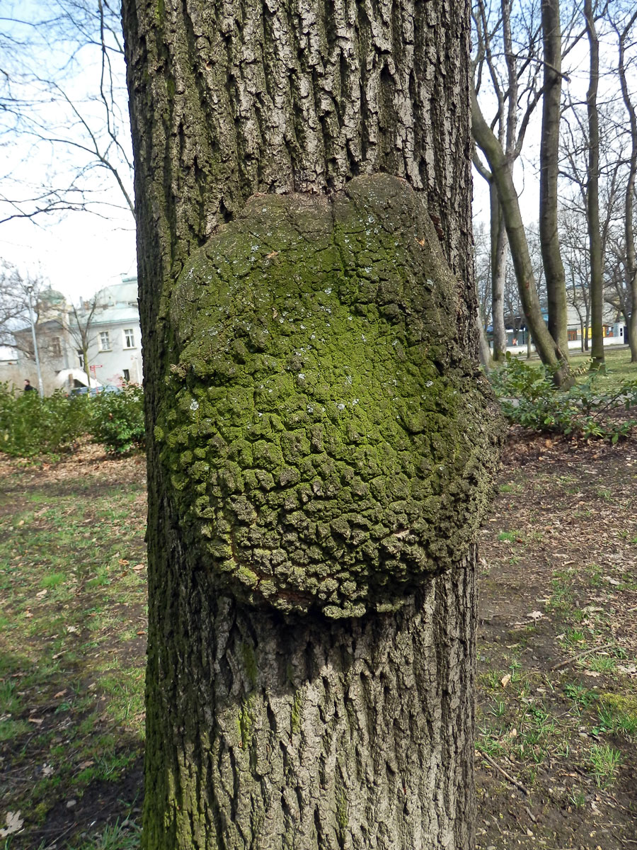 Nádor na jasanu ztepilém (Fraxinus excelsior L.) (10a)