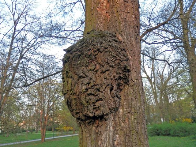 Javor klen (Acer pseudoplatanus L.) s nádorem na kmeni (29)