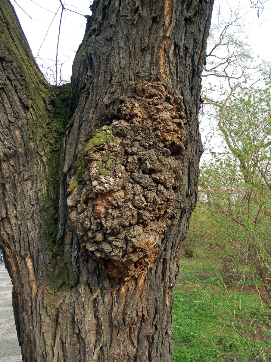 Jerlín japonský (Sophora japonica L.) s tumorem na kmeni (2)