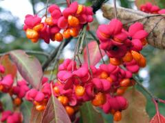 Brslen evropský (Euonymus europaea L.)