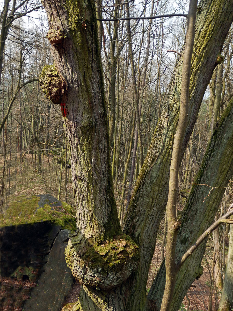 Lípa velkolistá (Tilia platyphyllos Scop.) (19a) s nádory na kmeni