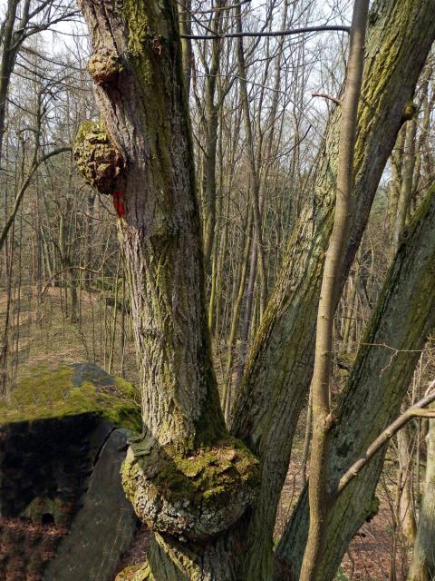 Lípa velkolistá (Tilia platyphyllos Scop.) (19a) s nádory na kmeni