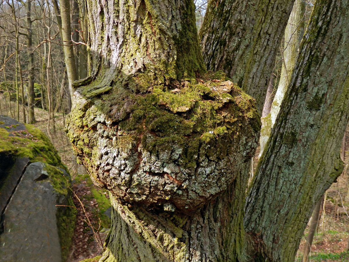 Lípa velkolistá (Tilia platyphyllos Scop.) (19d) s nádory na kmeni