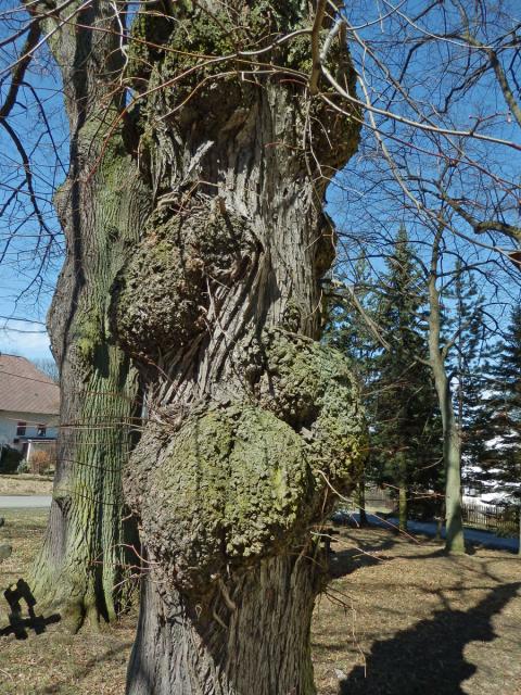 Lípa velkolistá (Tilia platyphyllos Scop.) (20a) s nádory na kmeni