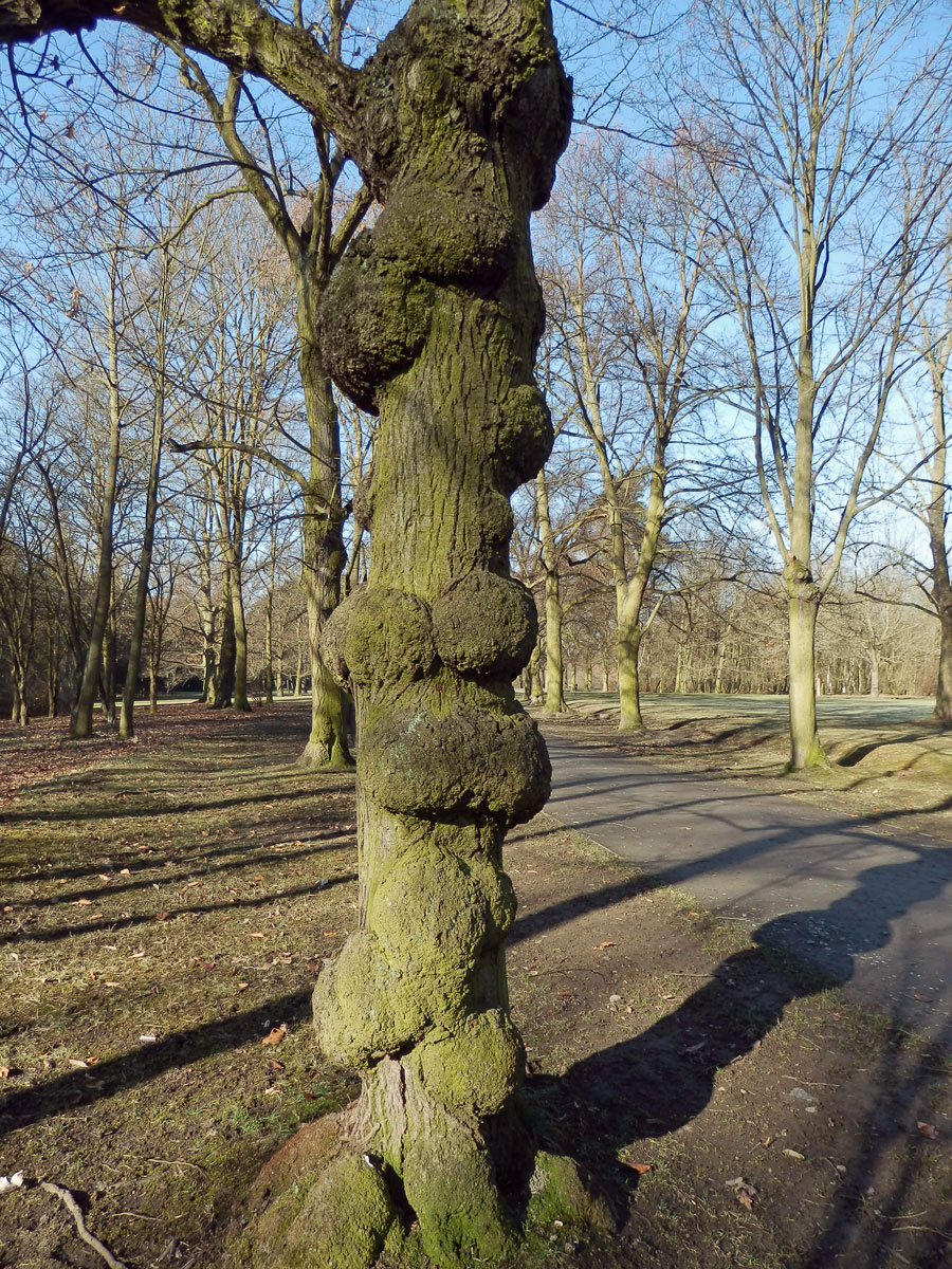 Lípa velkolistá (Tilia platyphyllos Scop.) (21a) s nádory na kmeni