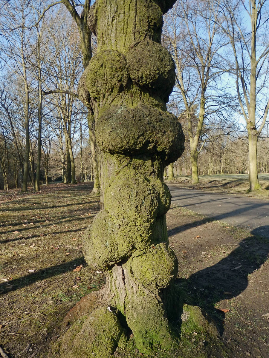 Lípa velkolistá (Tilia platyphyllos Scop.) (21b) s nádory na kmeni