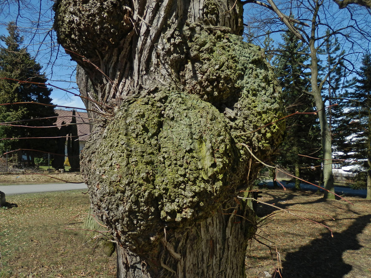 Lípa velkolistá (Tilia platyphyllos Scop.) (20b) s nádory na kmeni