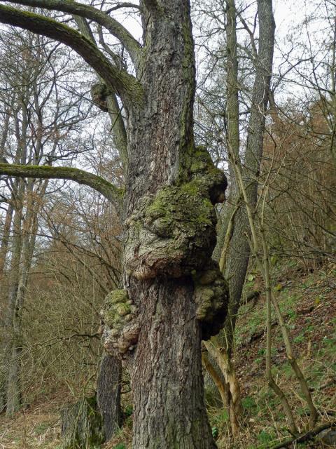 Tumor na olši lepkavé (Alnus glutinosa (L.) Gaertn.) (6c)