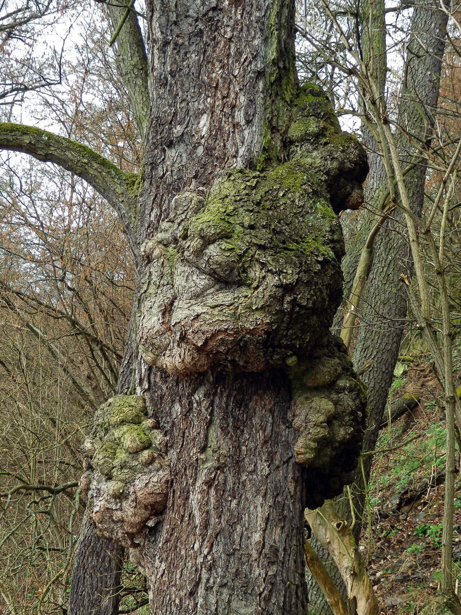 Tumor na olši lepkavé (Alnus glutinosa (L.) Gaertn.) (6d)