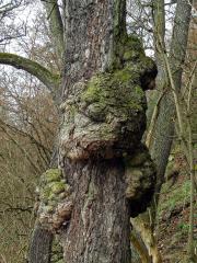 Tumor na olši lepkavé (Alnus glutinosa (L.) Gaertn.) (6d)