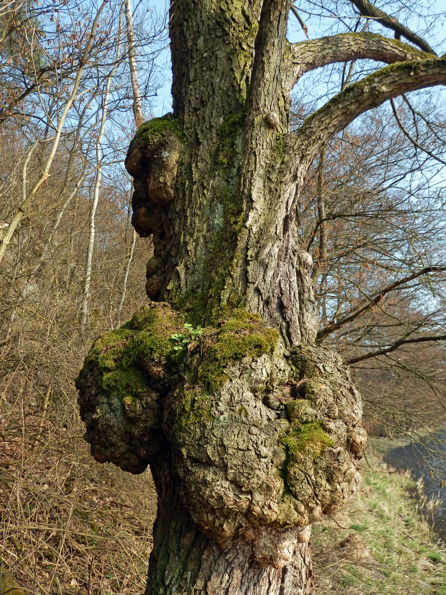 Tumor na olši lepkavé (Alnus glutinosa (L.) Gaertn.) (6e)