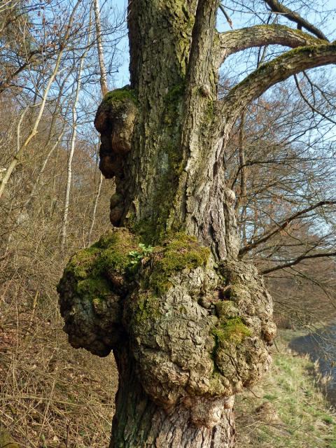 Tumor na olši lepkavé (Alnus glutinosa (L.) Gaertn.) (6e)