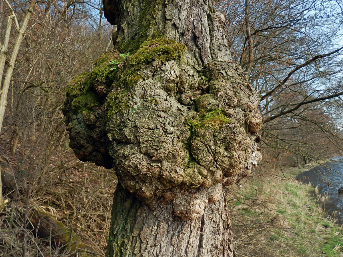 Tumor na olši lepkavé (Alnus glutinosa (L.) Gaertn.) (6f)