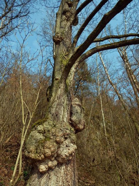 Tumor na olši lepkavé (Alnus glutinosa (L.) Gaertn.) (6g)