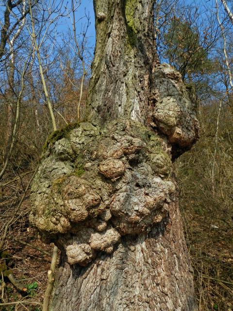 Tumor na olši lepkavé (Alnus glutinosa (L.) Gaertn.) (6h)