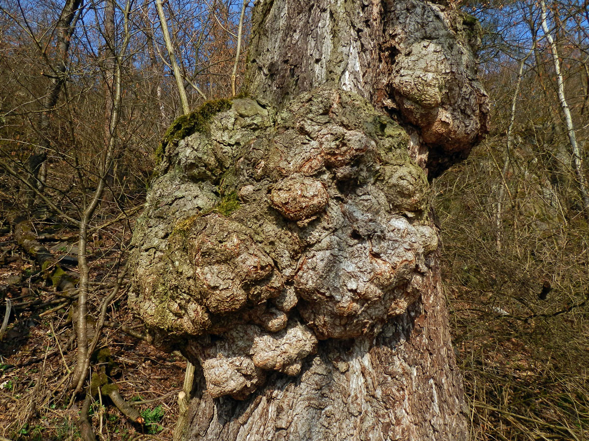 Tumor na olši lepkavé (Alnus glutinosa (L.) Gaertn.) (6i)