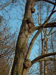 Tumor na olši lepkavé (Alnus glutinosa (L.) Gaertn.) (6j)