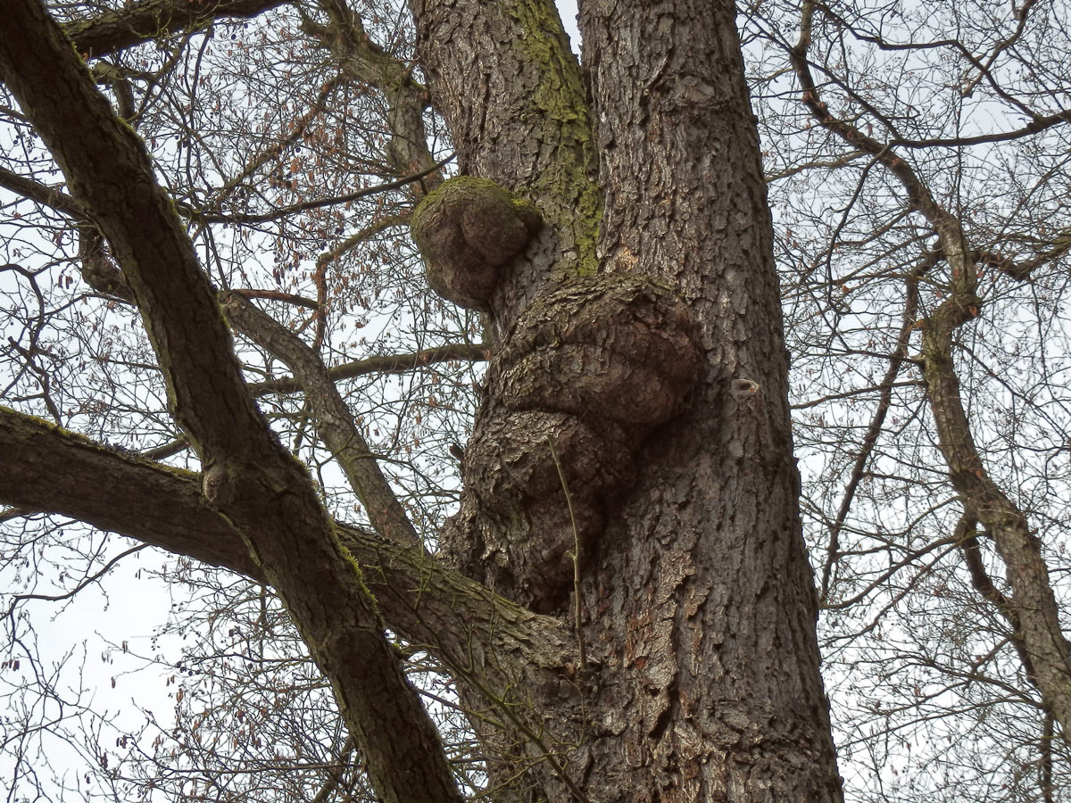 Tumor na olši lepkavé (Alnus glutinosa (L.) Gaertn.) (6k)