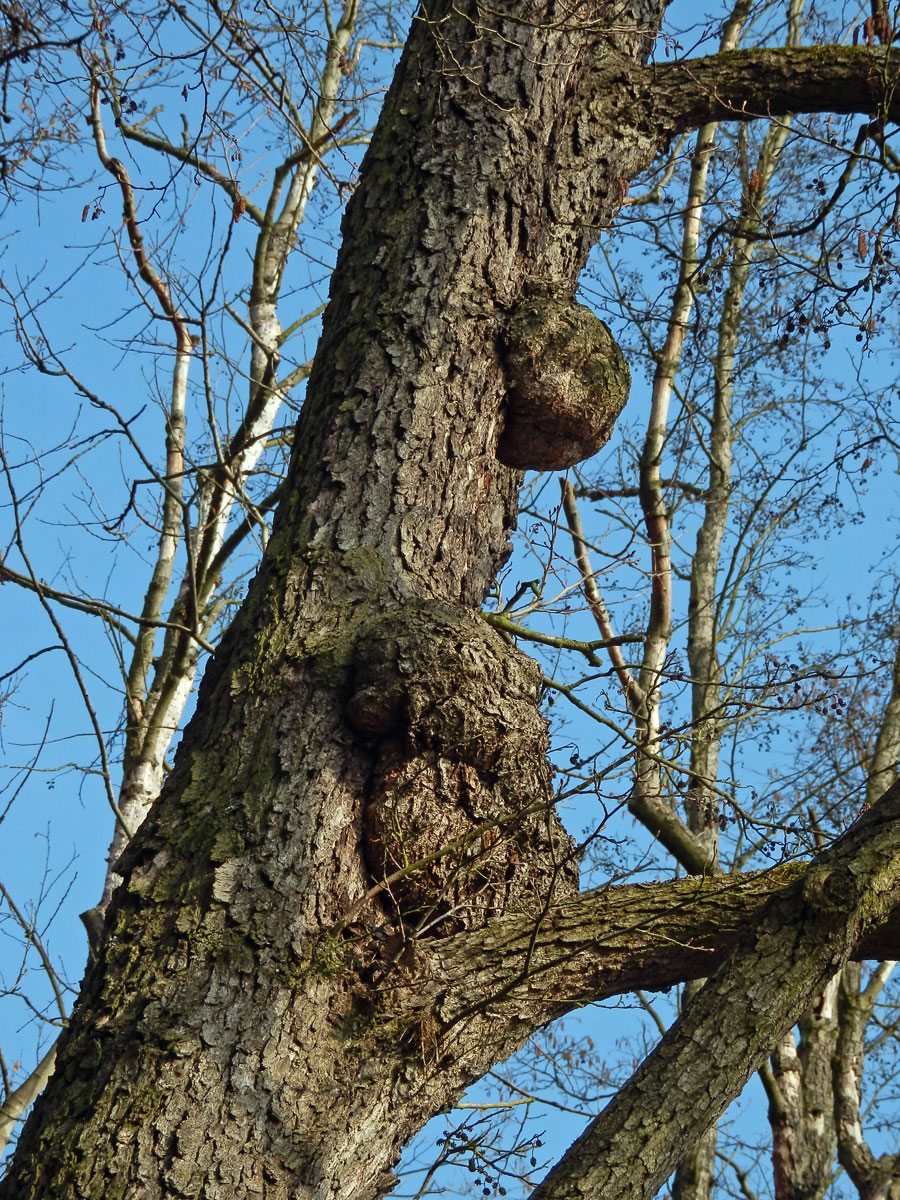 Tumor na olši lepkavé (Alnus glutinosa (L.) Gaertn.) (6l)