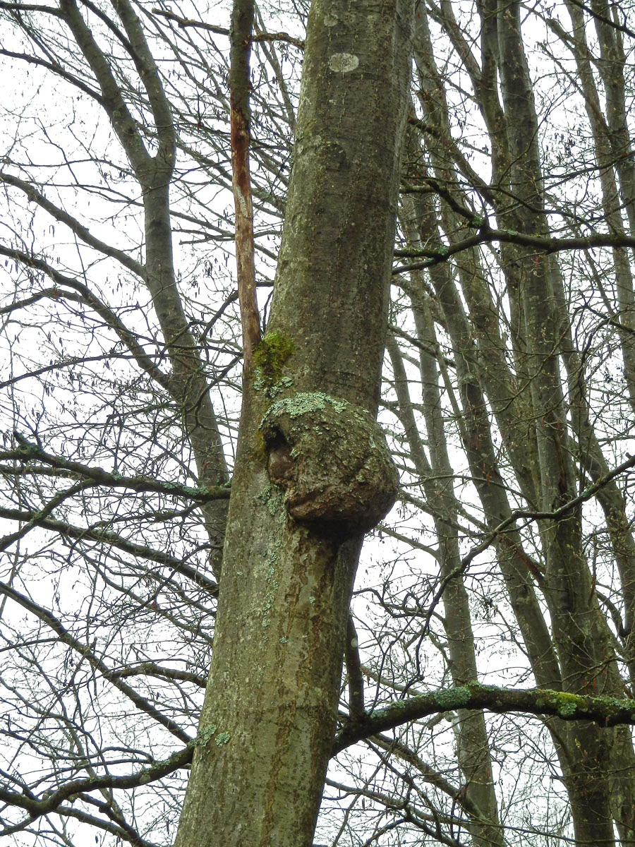 Tumor na olši lepkavé (Alnus glutinosa (L.) Gaertn.) (8a)