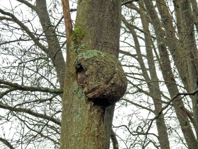 Tumor na olši lepkavé (Alnus glutinosa (L.) Gaertn.) (8b)