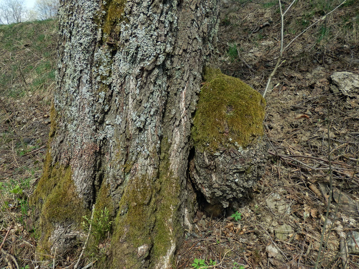 Tumor na olši lepkavé (Alnus glutinosa (L.) Gaertn.) (2a)