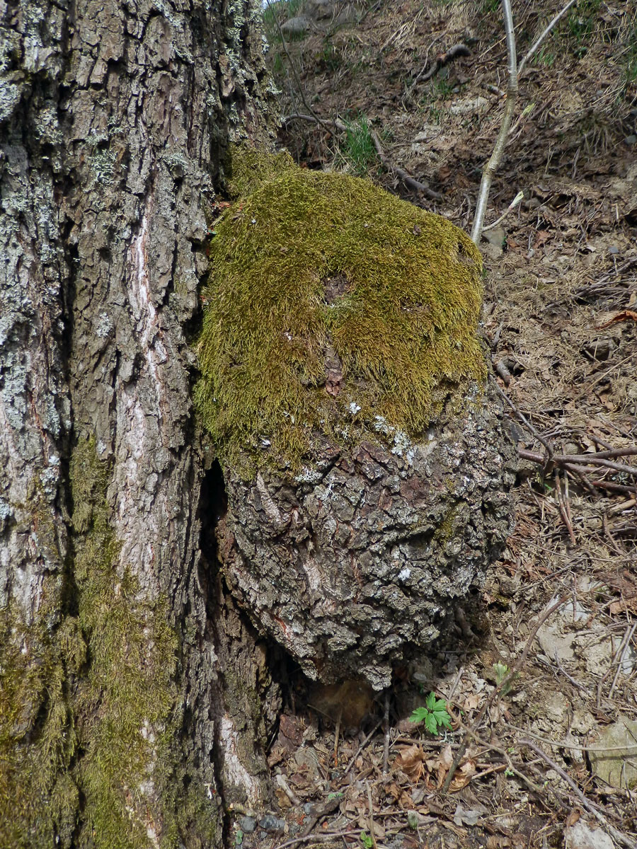 Tumor na olši lepkavé (Alnus glutinosa (L.) Gaertn.) (2b)