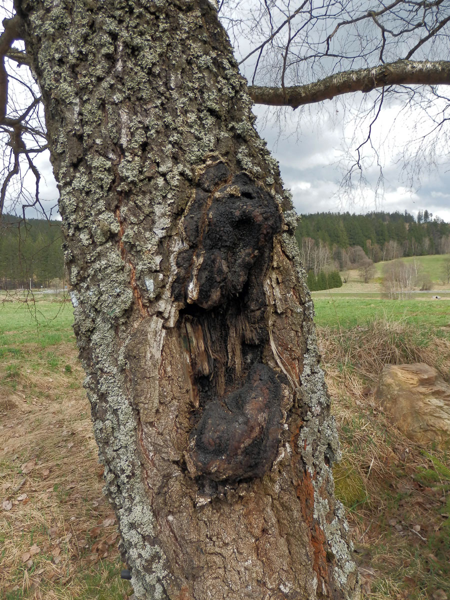 Nádor na bříze bělokoré (Betula pendula Roth) (35a)