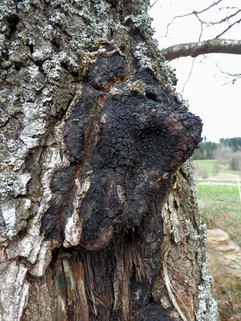 Nádor na bříze bělokoré (Betula pendula Roth) (35b)