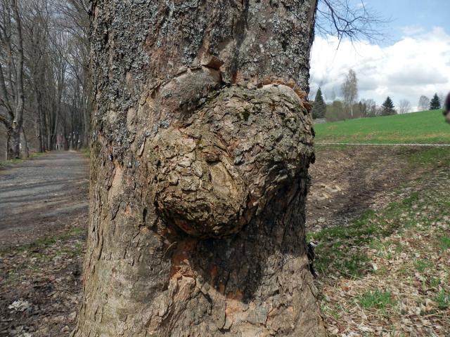 Javor klen (Acer pseudoplatanus L.) s nádorem na kmeni (30)